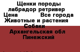 Щенки породы лабрадор ретривер › Цена ­ 8 000 - Все города Животные и растения » Собаки   . Архангельская обл.,Пинежский 